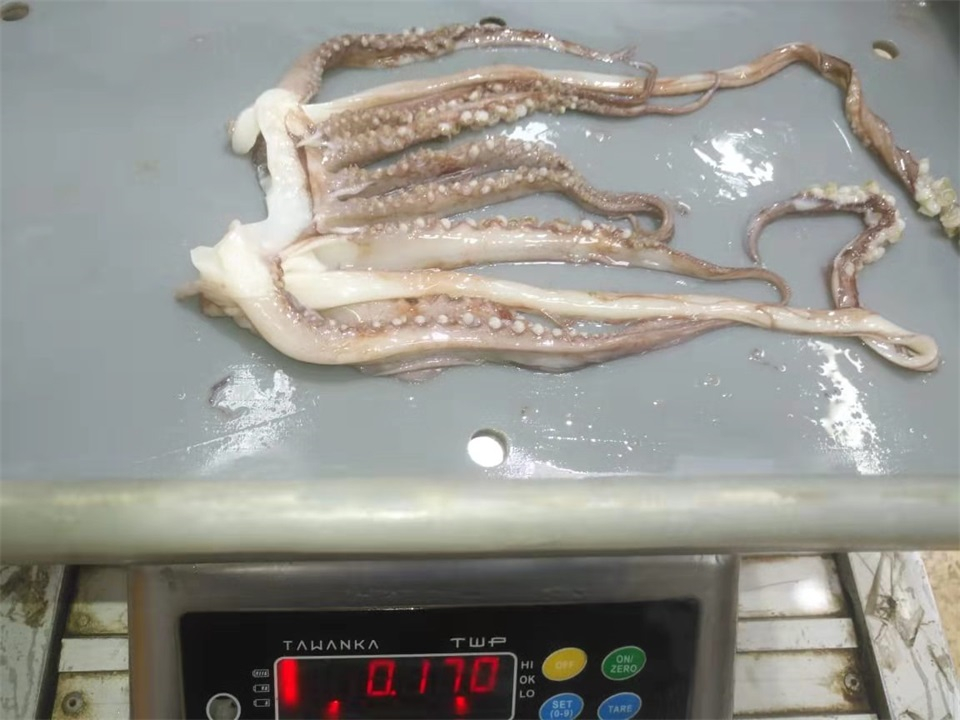 冷凍魷魚須 FROZEN GIANT SQUID TENTACLES