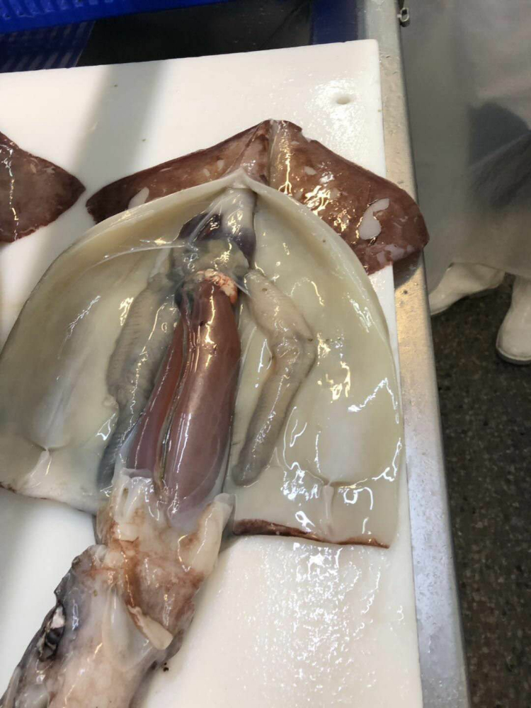 冷凍魷魚原條 FROZEN WHOLE GIANT SQUID